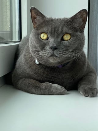 Illustration de l'article : 20 photos de British Shorthair remplies d'élégance