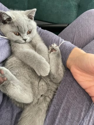 Illustration de l'article : 20 photos de British Shorthair remplies d'élégance