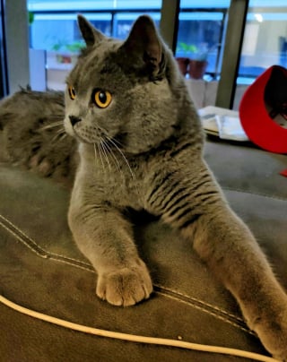 Illustration de l'article : 20 photos de British Shorthair remplies d'élégance