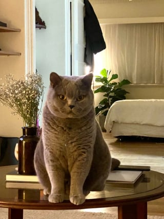 Illustration de l'article : 20 photos de British Shorthair remplies d'élégance