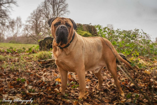 Illustration de l'article : Un couple décale la cérémonie de son mariage pour que son chien en phase terminale puisse y assister