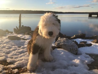 Illustration de l'article : Ces 20 photos ne représentent pas des peluches, mais bien des Bobtails !