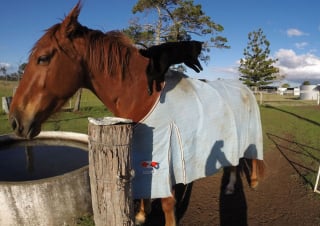 Illustration de l'article : 15 photos sublimes d'un chat et d'un cheval inséparables