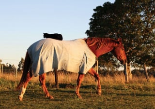 Illustration de l'article : 15 photos sublimes d'un chat et d'un cheval inséparables