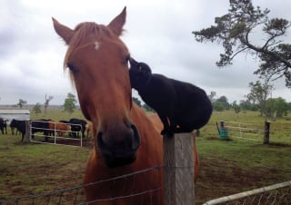 Illustration de l'article : 15 photos sublimes d'un chat et d'un cheval inséparables