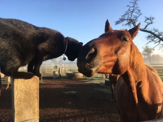 Illustration de l'article : 15 photos sublimes d'un chat et d'un cheval inséparables