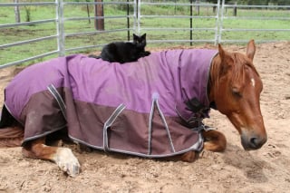 Illustration de l'article : 15 photos sublimes d'un chat et d'un cheval inséparables