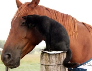 Illustration de l'article : 15 photos sublimes d'un chat et d'un cheval inséparables