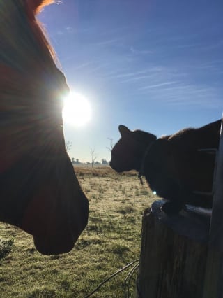 Illustration de l'article : 15 photos sublimes d'un chat et d'un cheval inséparables