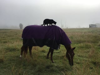 Illustration de l'article : 15 photos sublimes d'un chat et d'un cheval inséparables