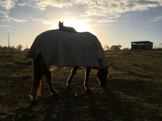 Illustration de l'article : 15 photos sublimes d'un chat et d'un cheval inséparables