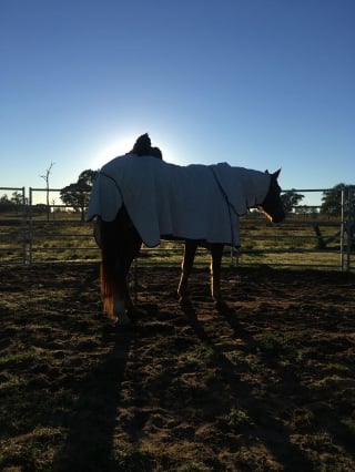 Illustration de l'article : 15 photos sublimes d'un chat et d'un cheval inséparables