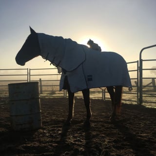 Illustration de l'article : 15 photos sublimes d'un chat et d'un cheval inséparables