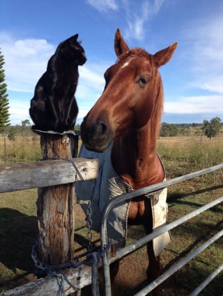 Illustration de l'article : 15 photos sublimes d'un chat et d'un cheval inséparables