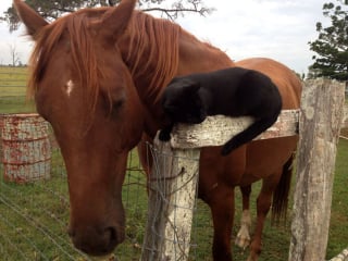 Illustration de l'article : 15 photos sublimes d'un chat et d'un cheval inséparables