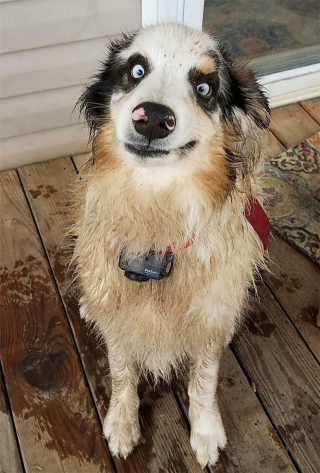 Illustration de l'article : 20 photos amusantes d'animaux prouvant que le monde serait bien triste sans eux