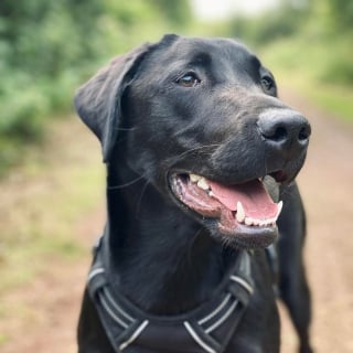 Illustration de l'article : 20 photos de Labradors à l'expression joviale et amicale