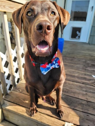 Illustration de l'article : 20 photos de Labradors à l'expression joviale et amicale