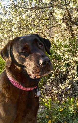 Illustration de l'article : 20 photos de Labradors à l'expression joviale et amicale