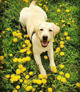 Illustration de l'article : 20 photos de Labradors à l'expression joviale et amicale