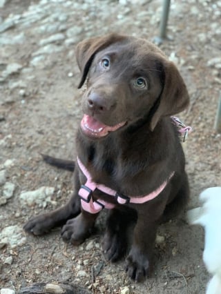 Illustration de l'article : 20 photos de Labradors à l'expression joviale et amicale