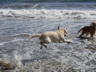 Illustration de l'article : 20 photos de Labradors à l'expression joviale et amicale