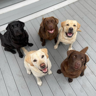 Illustration de l'article : 20 photos de Labradors à l'expression joviale et amicale