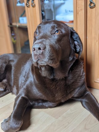 Illustration de l'article : 20 photos de Labradors à l'expression joviale et amicale