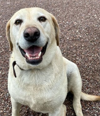 Illustration de l'article : 20 photos de Labradors à l'expression joviale et amicale