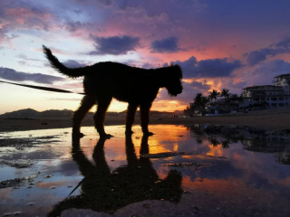 Illustration de l'article : 20 photos d'Airedale Terriers que vous aurez envie de caresser