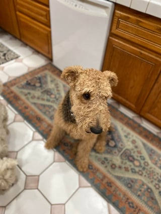 Illustration de l'article : 20 photos d'Airedale Terriers que vous aurez envie de caresser