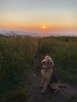 Illustration de l'article : 20 photos d'Airedale Terriers que vous aurez envie de caresser