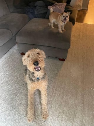 Illustration de l'article : 20 photos d'Airedale Terriers que vous aurez envie de caresser