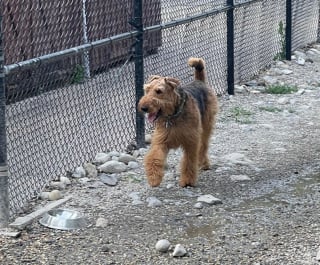 Illustration de l'article : 20 photos d'Airedale Terriers que vous aurez envie de caresser