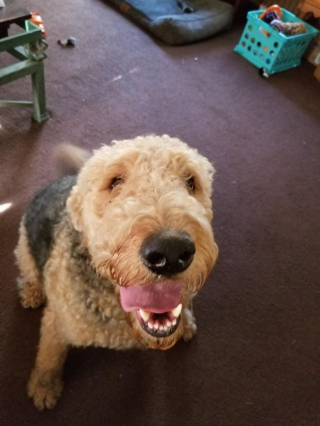 Illustration de l'article : 20 photos d'Airedale Terriers que vous aurez envie de caresser