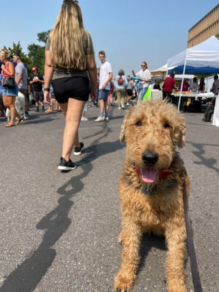 Illustration de l'article : 20 photos d'Airedale Terriers que vous aurez envie de caresser