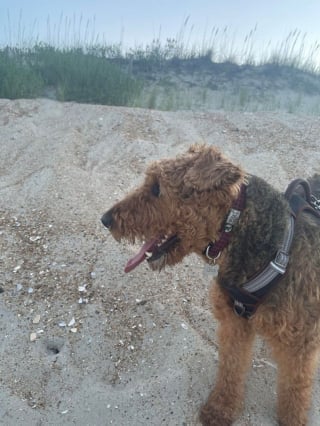 Illustration de l'article : 20 photos d'Airedale Terriers que vous aurez envie de caresser