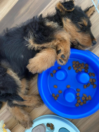 Illustration de l'article : 20 photos d'Airedale Terriers que vous aurez envie de caresser