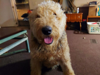 Illustration de l'article : 20 photos d'Airedale Terriers que vous aurez envie de caresser