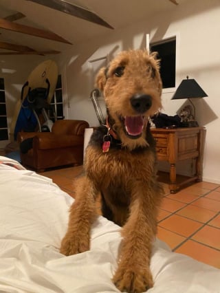 Illustration de l'article : 20 photos d'Airedale Terriers que vous aurez envie de caresser