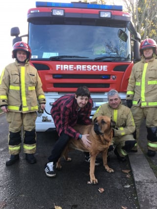 Illustration de l'article : Un Bullmastiff met les compétences des pompiers à l'épreuve après s'être coincé sur le toit d'une véranda