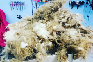 Illustration de l'article : Une toiletteuse ouvre son salon en pleine nuit pour s'occuper d'un chien errant dans un état déplorable