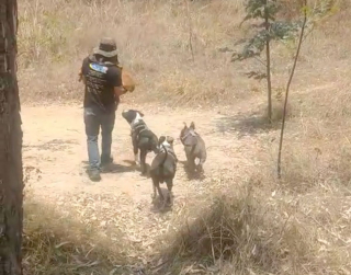 Illustration de l'article : Un homme dévoué porte son chien handicapé dans ses bras pour lui permettre de jouer avec ses amis (vidéo)