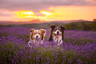 Illustration de l'article : 20 photos féériques de chiens au coeur d'un champ de lavande