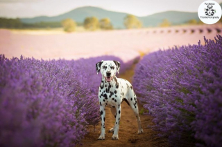 Illustration de l'article : 20 photos féériques de chiens au coeur d'un champ de lavande