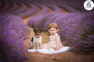 Illustration de l'article : 20 photos féériques de chiens au coeur d'un champ de lavande