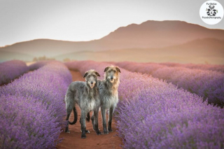 Illustration de l'article : 20 photos féériques de chiens au coeur d'un champ de lavande