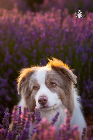 Illustration de l'article : 20 photos féériques de chiens au coeur d'un champ de lavande