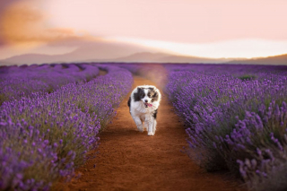 Illustration de l'article : 20 photos féériques de chiens au coeur d'un champ de lavande