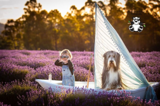 Illustration de l'article : 20 photos féériques de chiens au coeur d'un champ de lavande